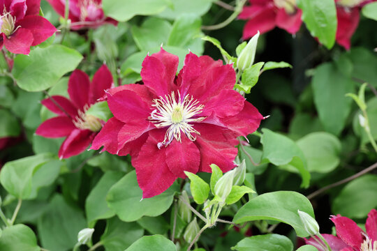 Clematis Elpis ('Evigsy154'). Close up single large ruby red clematis flower in the summer. 