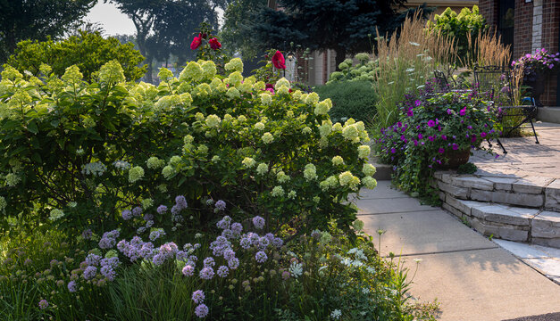 Sunlit summer garden with Little Lime hydrangeas, Limelight hydrangeas, Millennium alliums, roses and ornamental grasses beside a welcoming stone patio.