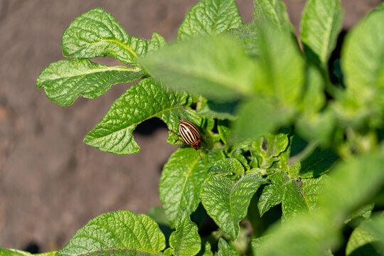 Green potato plant leaves fill the frame. Striped beetle rests on one leaf. Young foliage shows healthy growth. Close-up captures plant-pest interaction. Ideal for farming or gardening content