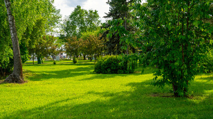 Obraz premium Bright green grass covers the park ground. Tall trees with lush leaves fill the scene. Sunlight filters through the canopy. Thick bush stands near the center
