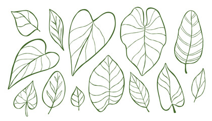 Clip art collection of leafes with different shapes for logo, poster, web banner, or print design. Hand-drawn vector line illustration of calathea, philodendron, anthurium, banana leaf.  © Seja_aka_Lita