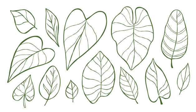 Clip art collection of leafes with different shapes for logo, poster, web banner, or print design. Hand-drawn vector line illustration of calathea, philodendron, anthurium, banana leaf. 