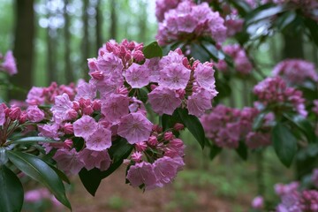 Fototapeta premium Close-up of Mountain Laurel Blossoms in a Misty Forest