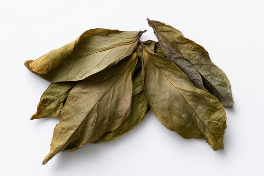 Green desiccated soursop leaves arranged on a plain white background