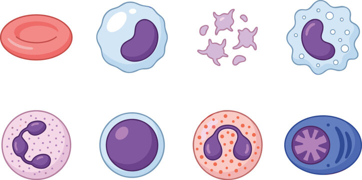 Human Blood Cell Types Collection with Red Cells Platelets and White Blood Cells