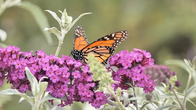 A monarch butterfly (Danaus plexippus) feeds on flowers in a California park in summer. 