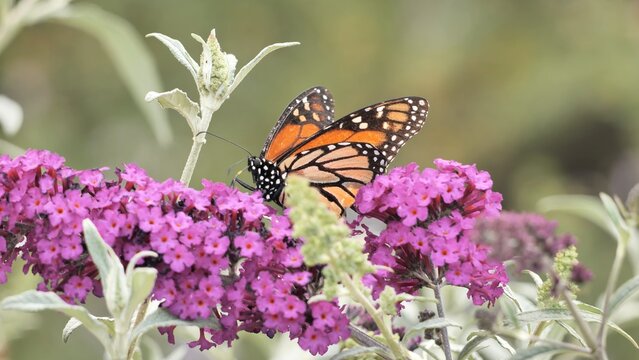 A monarch butterfly (Danaus plexippus) feeds on flowers in a California park in summer. 