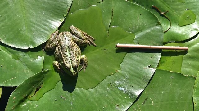 Green frog resting on floating lily pads in a natural pond. Perfect for wildlife, amphibian, wetland, freshwater, and nature concepts.