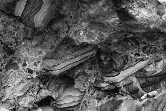 Closeup black and white image of ancient fossilized fish embedded in rock formation
