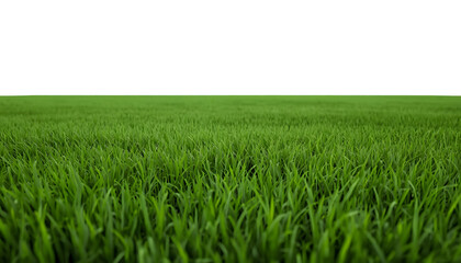 Obraz premium Natural green grass strip. Isolated meadow turf for landscape design projects.