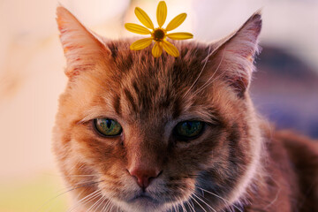 cat with flower © Percy