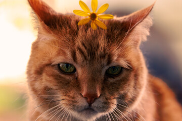 portrait of a cat with a flower on it's head © Percy