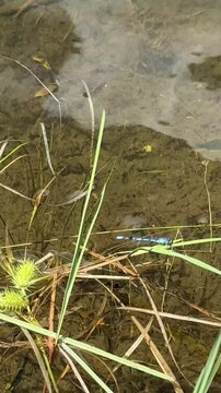 Demoiselle dans un&eacute;tang. Libellule sur un feuille au bord du lac
