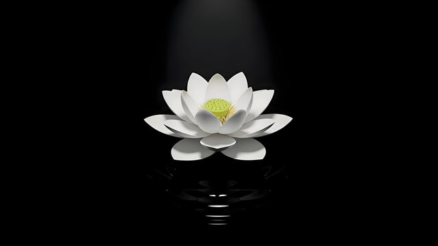 Beautiful white lotus flower with yellow center floating on water spotlighted against a dark background symbolizing purity and spiritual growth