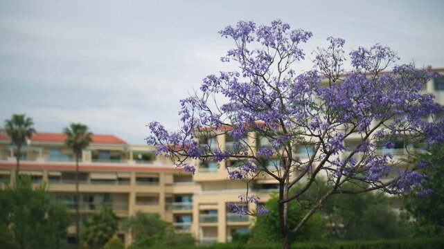 Purple jacaranda tree blooming in front of Mediterranean apartment buildings on the French Riviera, with soft urban greenery in the background