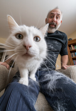 Close-up of curious white cat standing on man&rsquo;s lap in living room, humorous candid moment showing pet hair on dark clothes, funny photograph of everyday domestic scene highlighting human&ndash;animal bond