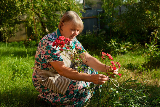 A woman bends down to collect blooming flowers in her garden on a sunny afternoon. She wears a floral dress and apron while enjoying her gardening activity