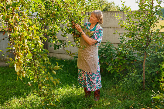 A woman in a floral dress and apron is picking fruit from a tree in her garden on a sunny day. The green grass surrounds her and trees are nearby
