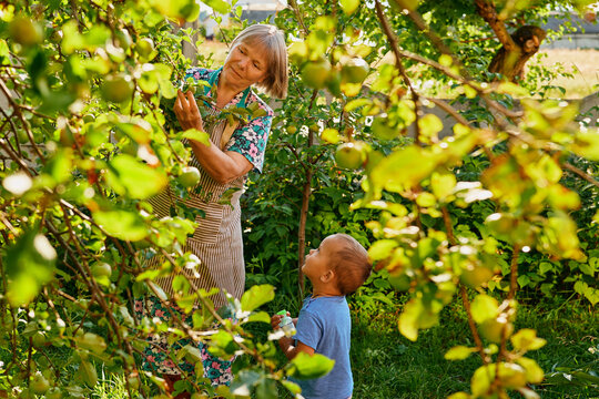 Elder woman and young boy are picking apples in a garden filled with green trees. They enjoy the warm sun and the fresh air while working together