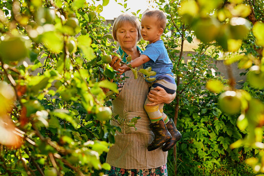 Elderly woman stands in apple garden with a child in her arms. They are surrounded by apple trees under bright sunlight during summer