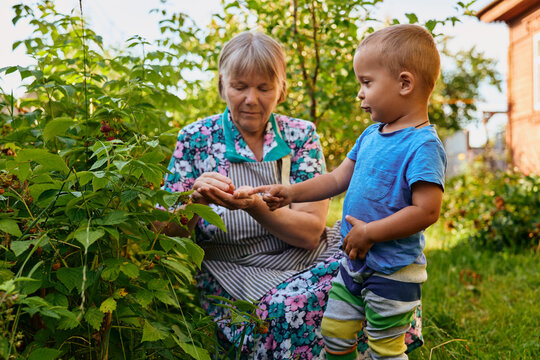 An elderly woman shows a boy how to pick berries in a garden. They are standing by berry bushes in a backyard on a sunny day