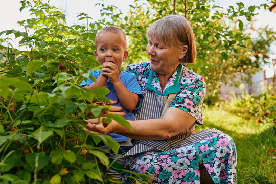 A woman sits on the ground with a child in a garden. They are picking berries from the bushes. The sun shines and the plants are green
