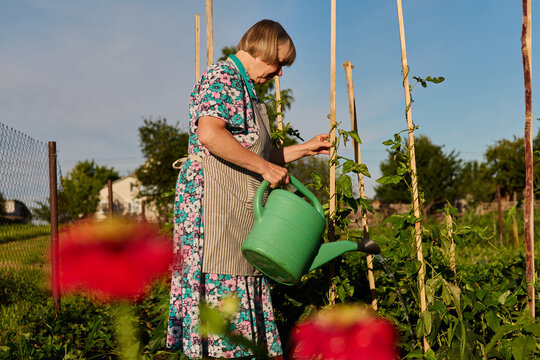 Woman waters climbing plants in her garden surrounded by green plants and flowers on a sunny afternoon. She uses a green watering can