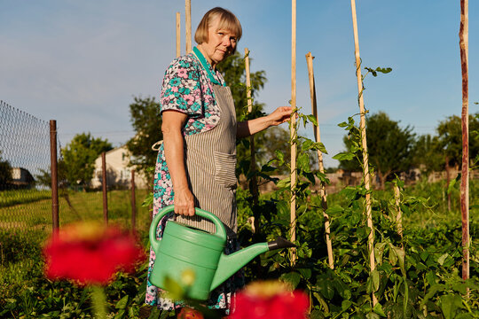 An elderly woman stands in her garden holding a green watering can. She waters climbing plants near wooden poles on a sunny day. Flowers bloom in the foreground
