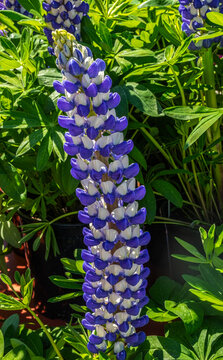 Blooming Purple and White Lupin - Oregon
