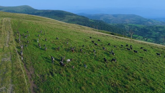 Herd of Tudancas cows (a breed native to Cantabria) in the Lloreda mountains in the municipality of Santa Mar&iacute;a de Cay&oacute;n, Cantabria, Spain, Europe