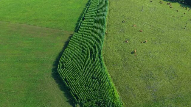 Aerial drone view of the summer landscape of green meadows near Villacarriedo. Pasiegos Valleys. Cantabria, Spain, Europe