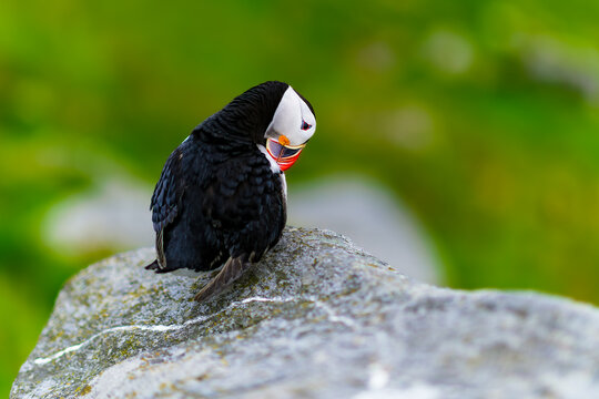 Atlantic puffin (Fratercula arctica) standing on a coastal rock on Runde island, Norway, looking down with colorful beak and soft green background.
