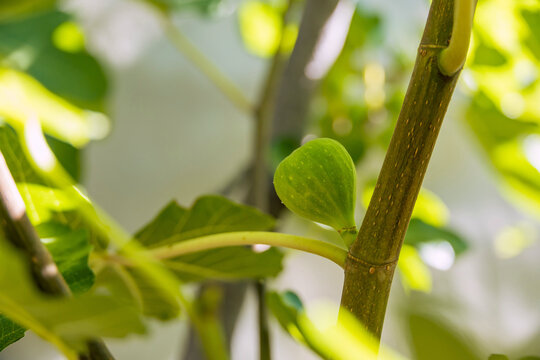 Green figs ripening on a fig tree branch in a sunny garden. Home orchards and organic fruit growing support healthy living and sustainable harvests.