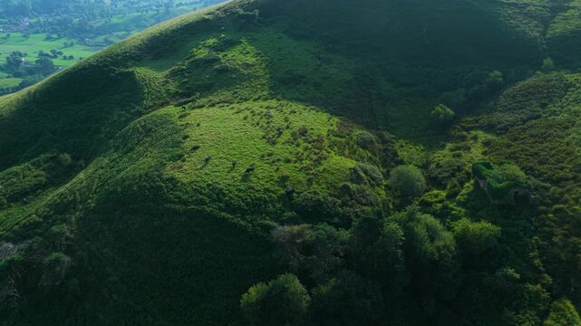 Herd of Tudancas cows (a breed native to Cantabria) in the Lloreda mountains in the municipality of Santa Mar&iacute;a de Cay&oacute;n, Cantabria, Spain, Europe