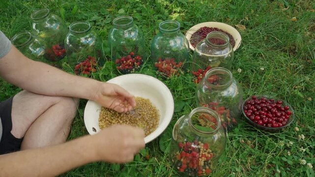 Sorting various berries from a bowl into glass jars on the grass, creating a bright atmosphere outdoors. Making compote or fruit juice