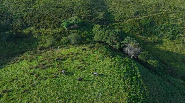 Herd of Tudancas cows (a breed native to Cantabria) in the Lloreda mountains in the municipality of Santa Mar&iacute;a de Cay&oacute;n, Cantabria, Spain, Europe