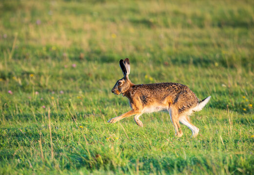 hare running in the grass