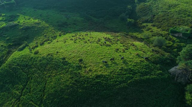 Herd of Tudancas cows (a breed native to Cantabria) in the Lloreda mountains in the municipality of Santa Mar&iacute;a de Cay&oacute;n, Cantabria, Spain, Europe