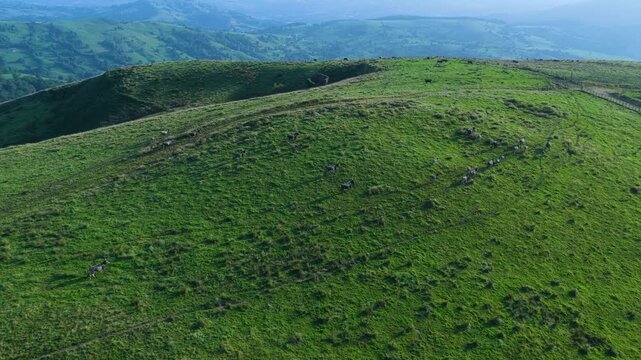 Herd of Tudancas cows (a breed native to Cantabria) in the Lloreda mountains in the municipality of Santa Mar&iacute;a de Cay&oacute;n, Cantabria, Spain, Europe