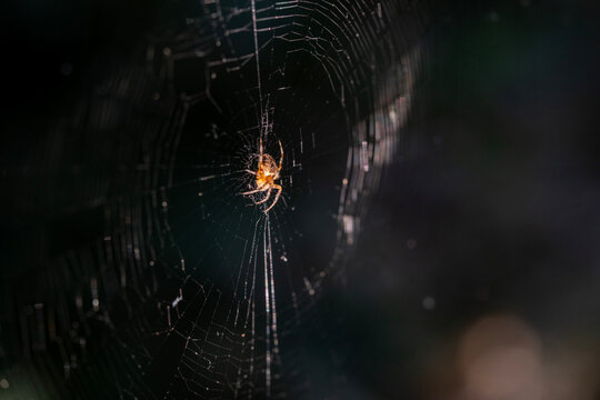 Orb weaver spider in web with dramatic dark background