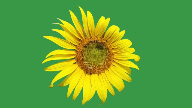 Honey bees collect pollen on a vibrant sunflower against a green screen background. Bright summer flower isolated for chroma key, nature videos, educational content, and VFX. 15246  
