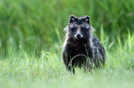 Common raccoon dog ( Nyctereutes viverrinus )