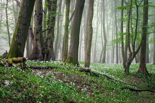 Beautiful morning in forest full of blossoming wild garlic