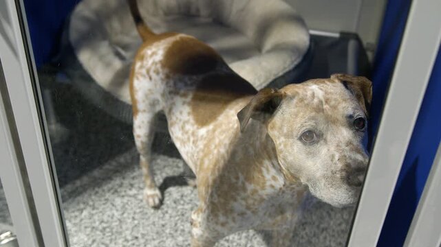 Spotted White and Brown Dog Wagging Tail Inside a Dog Adoption or Pet Boarding Facility