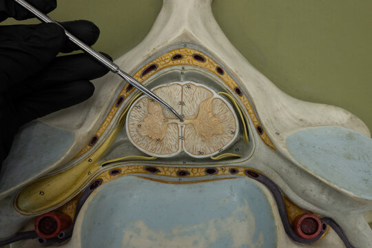 Pointer Showing Central Canal In Cervical Spinal Cord Model