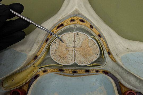 Pointer Showing Dorsal Horn In Cervical Spinal Cord Model