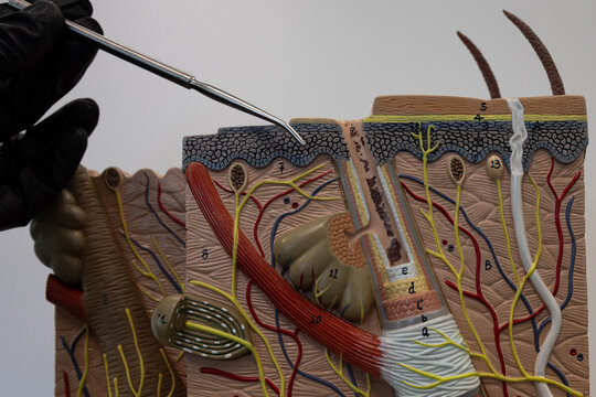 Pointer Showing The Epidermis In Human Skin Model