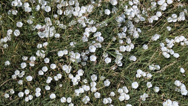 White flowers background - Heliosperma alpestre 'Flore Pleno', the double-flowered alpine catchfly