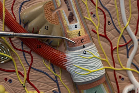 Pointer Showing External Root Sheath On Hair Model