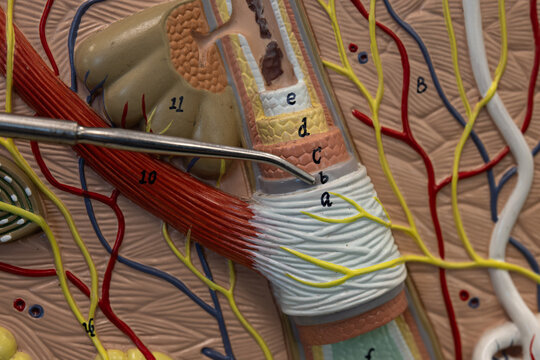 Pointer Showing Glassy Membrane On Hair Follicle Model